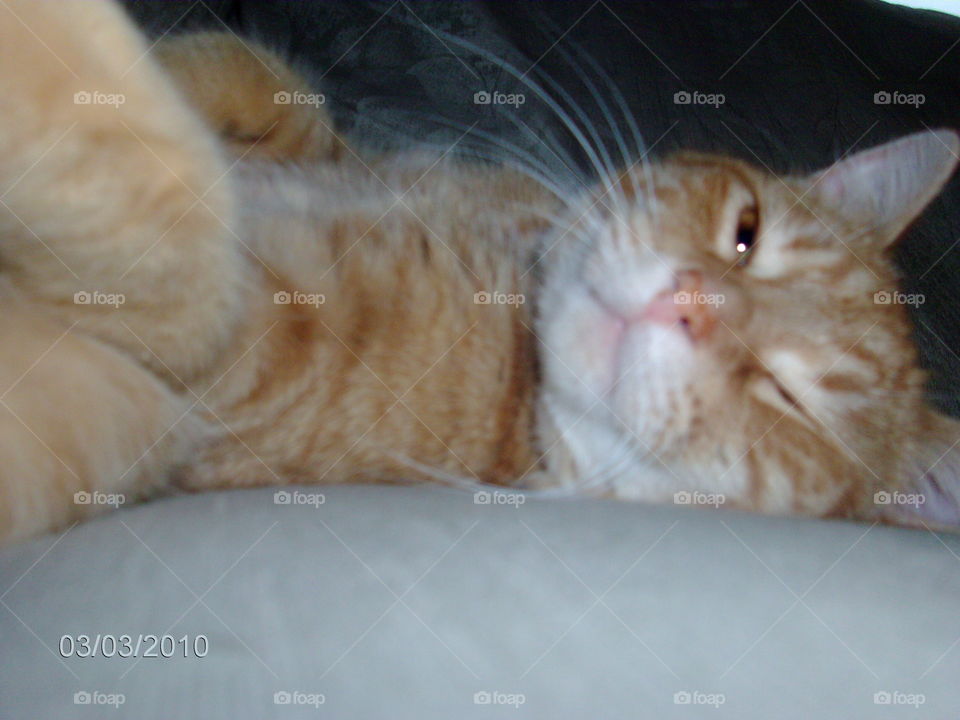 Cat, Sleep, Cute, Domestic, Fur