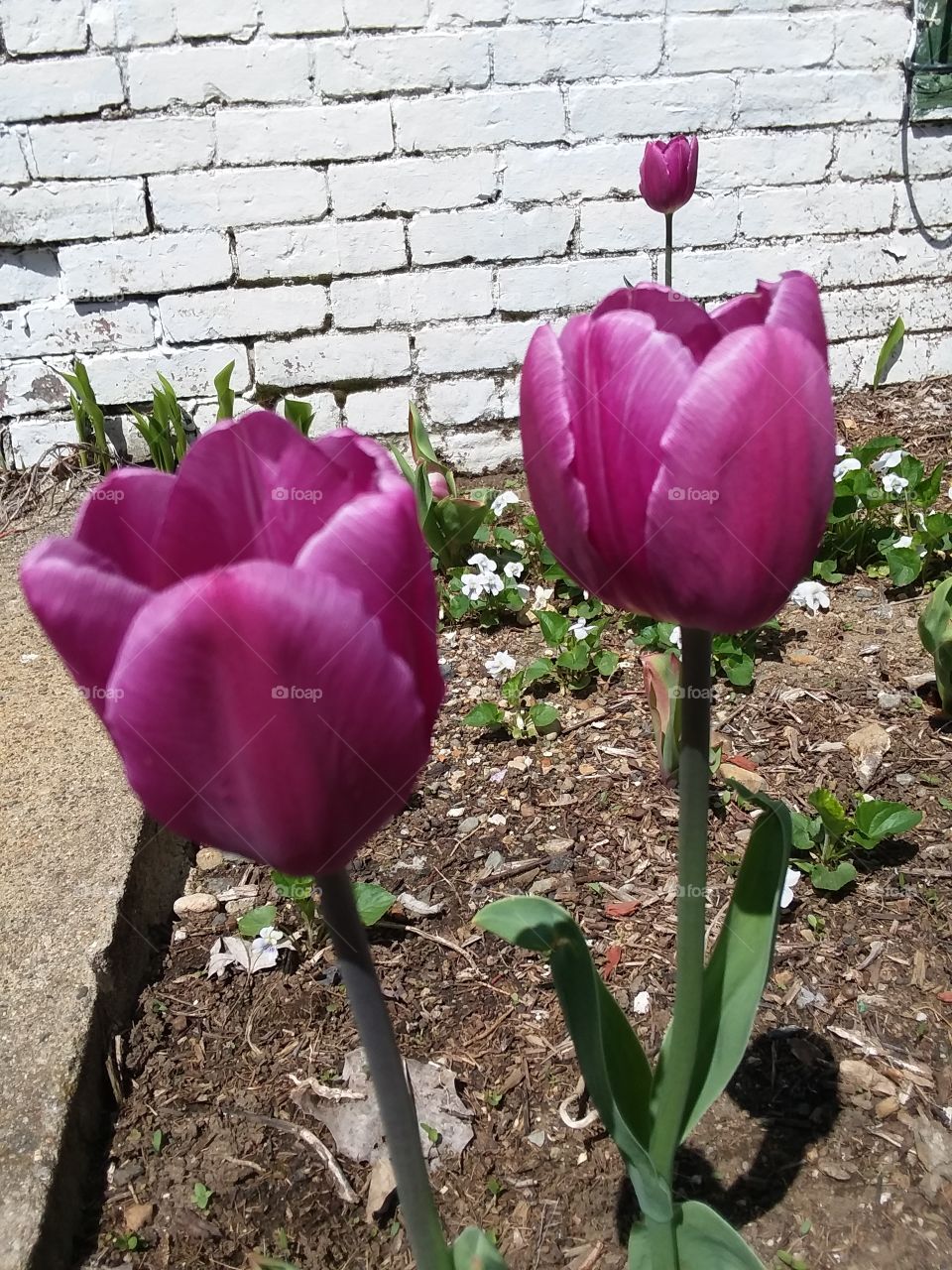 pink tulips