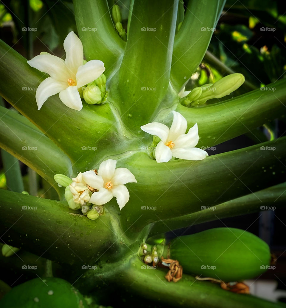 Closeup of papaya blossoms 