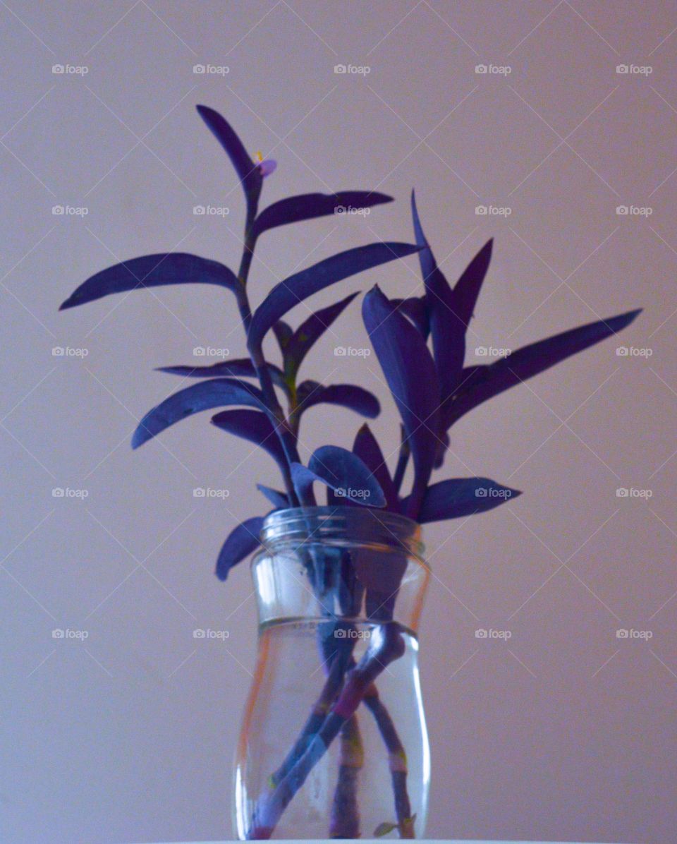 Purple flower 4