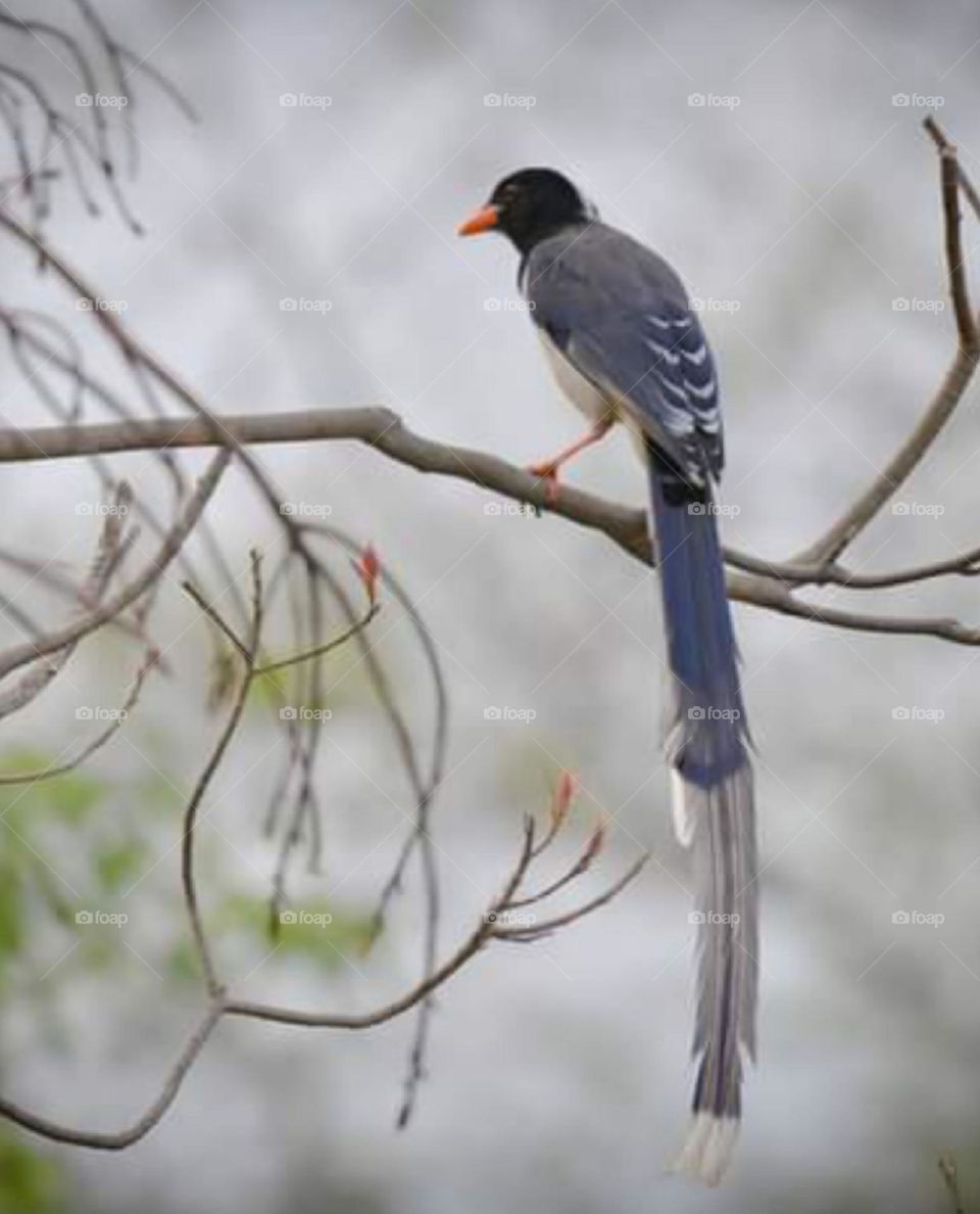 BIRD 🐦 is very beautiful