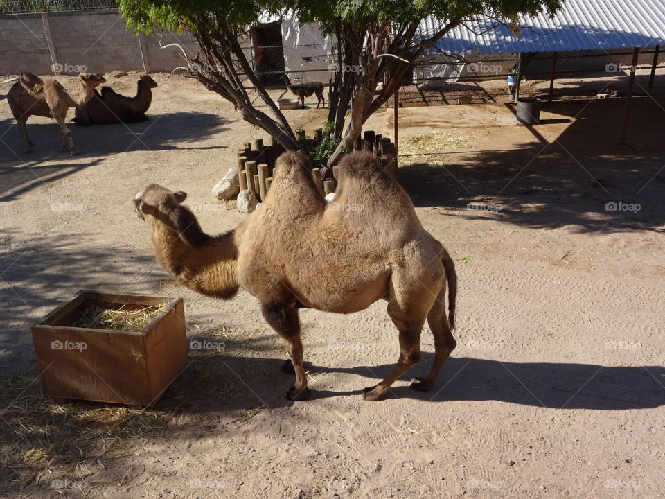 camel eating