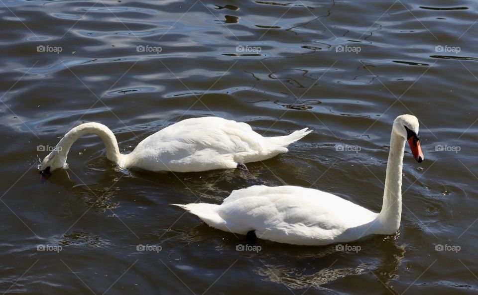 Two swans swimming 