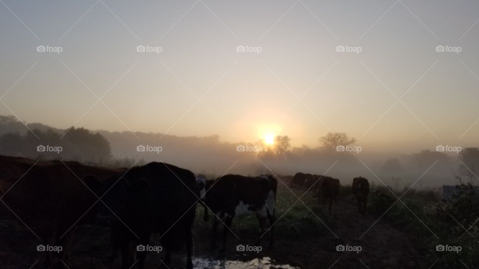 Sunset, Dawn, Landscape, No Person, Backlit