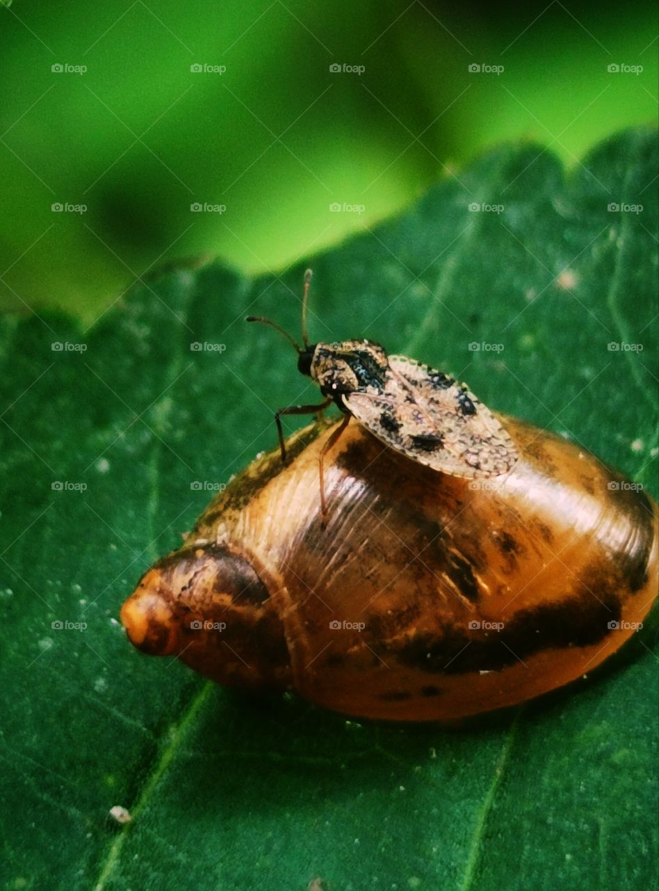Green leaf with a snail shell.  A beetle sits on a snail