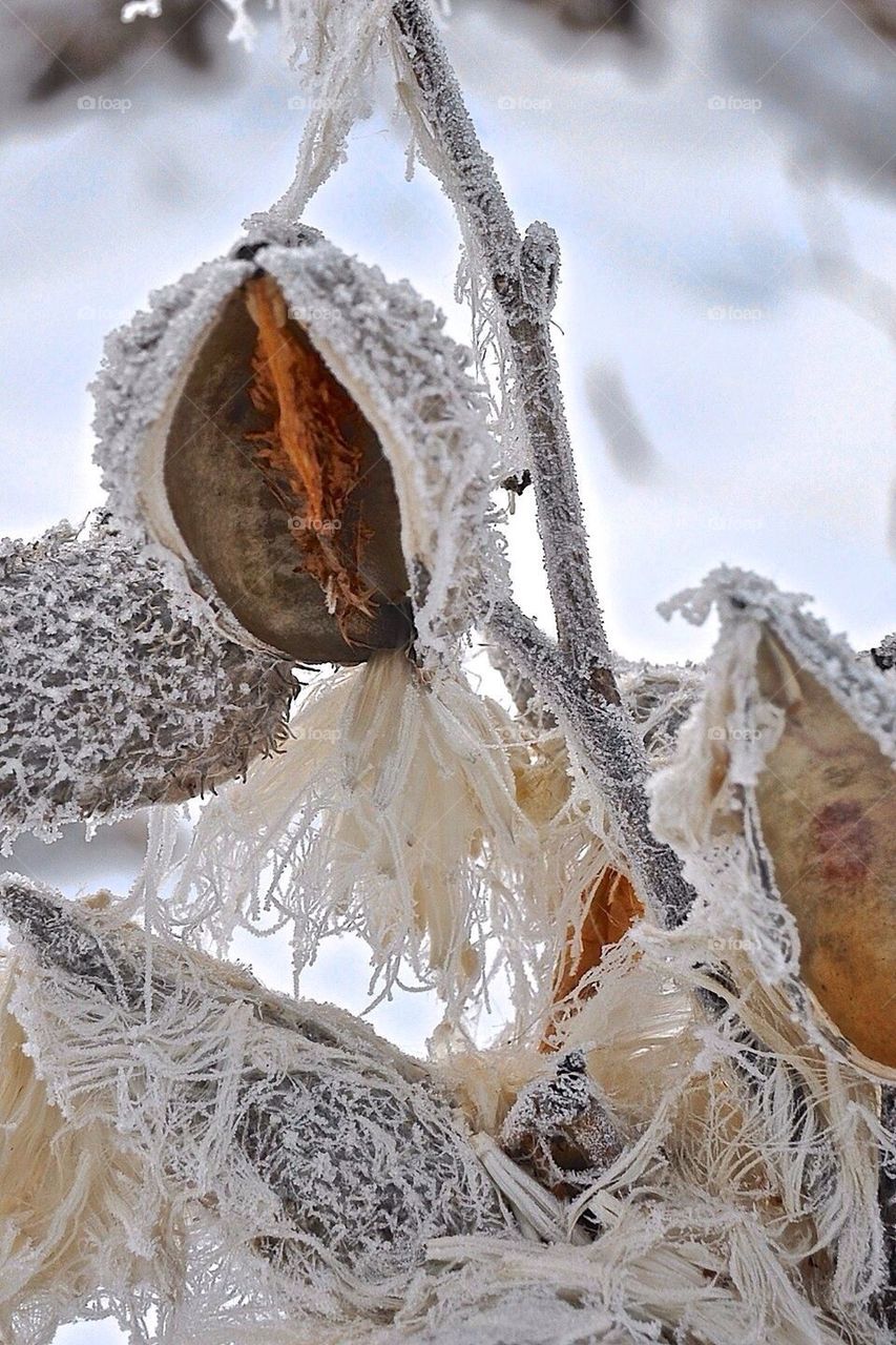 Frosty Milkweed 