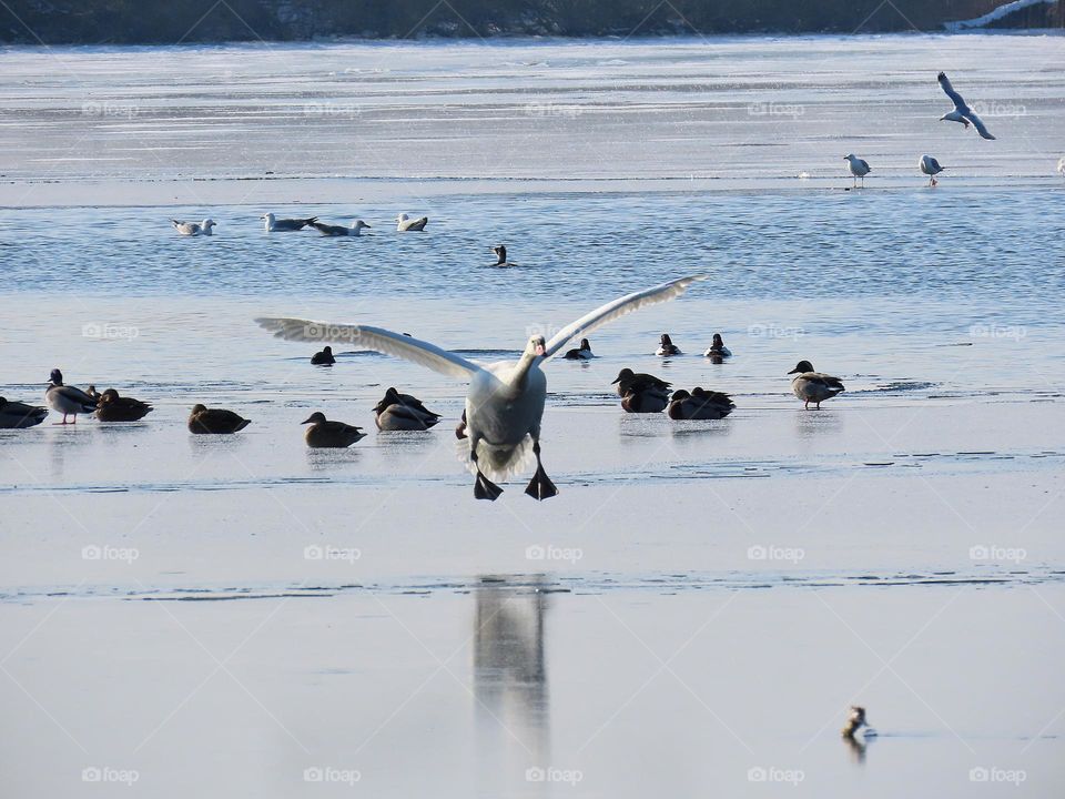 The swan is coming in for a landing