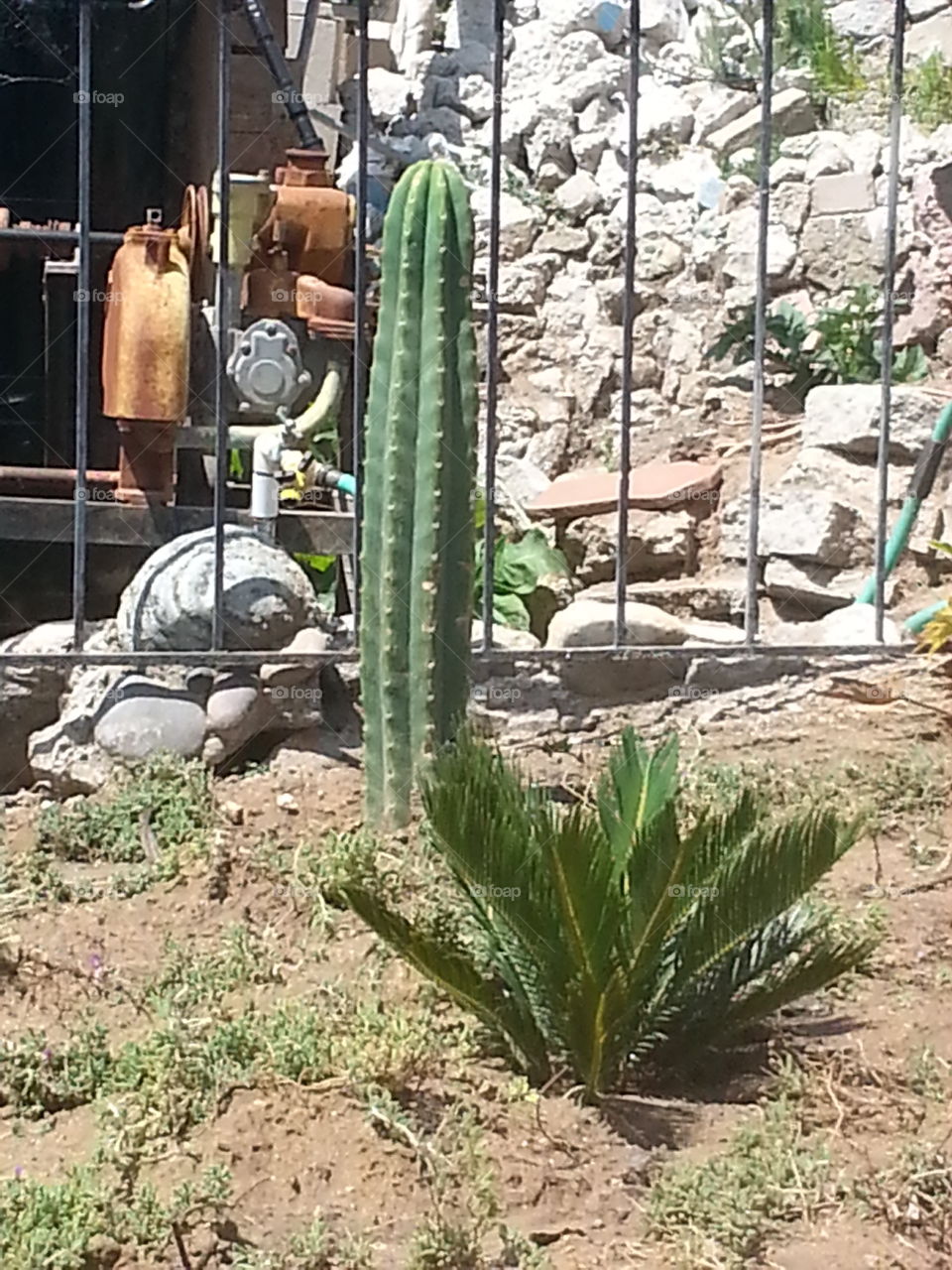 cacti succulent plants
