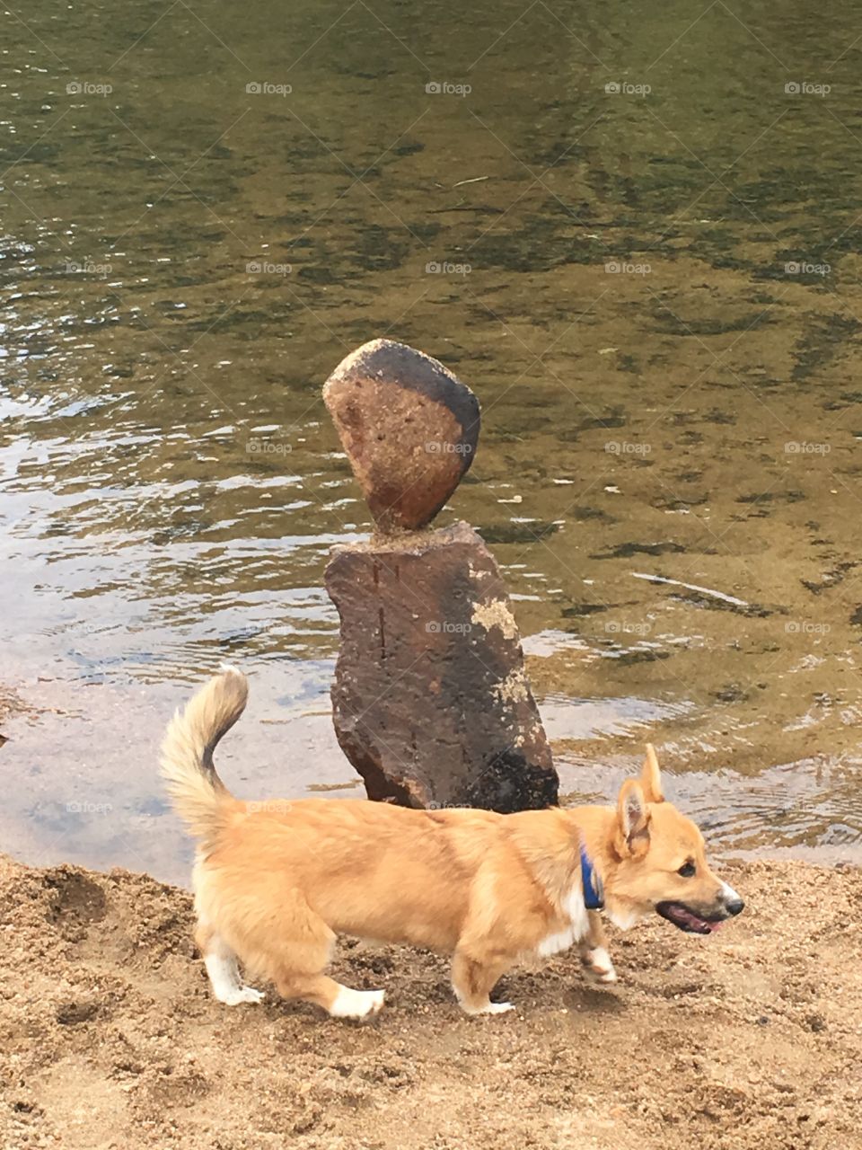 Corgi puppy and a cairn 