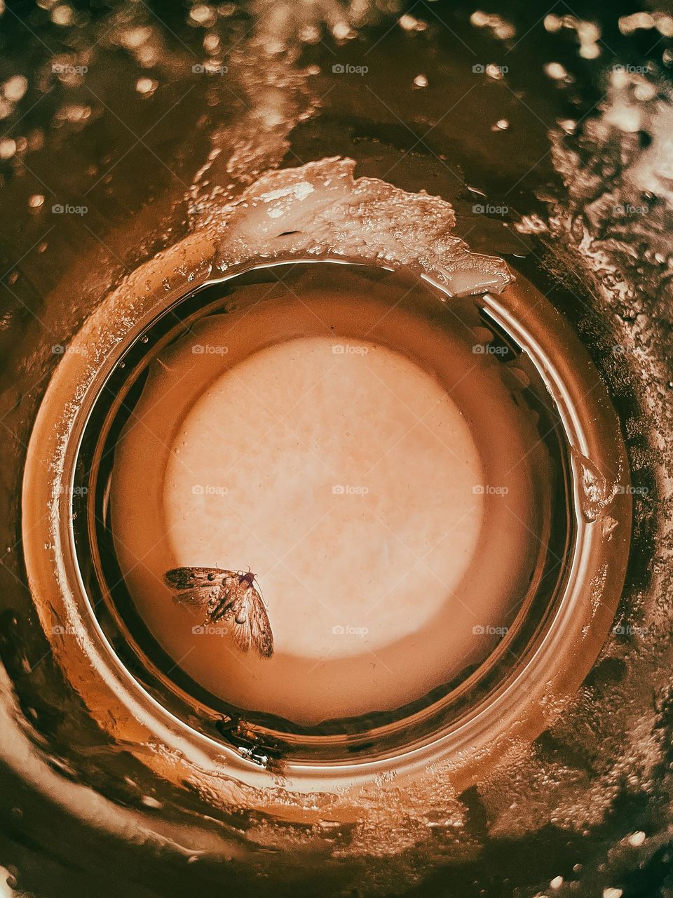 Abstract Image of a Moth in a Glass