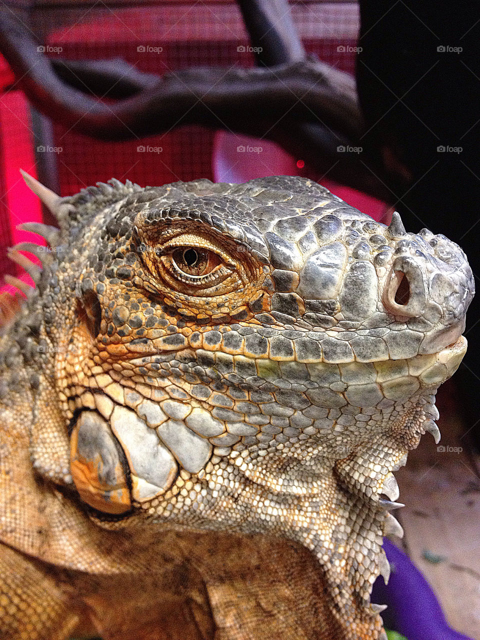 lizard dragon exotic iguana by darrellperry