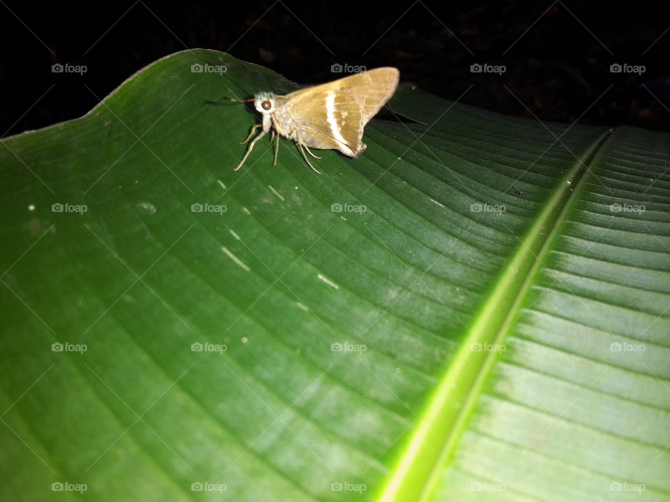Nature, Leaf, No Person, Insect, Butterfly