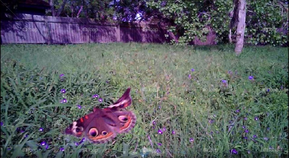 Butterfly Picture Captured With A Drone