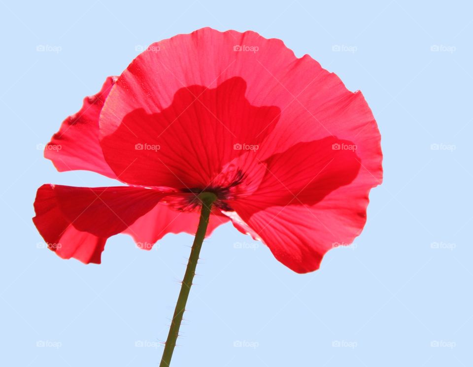 Red poppy