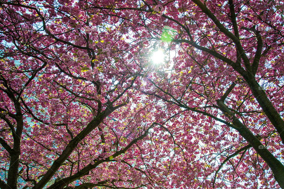 Cherry blossom spring in Malmö Sweden.