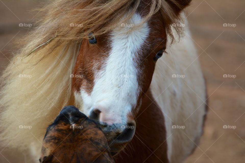 Pony kisses