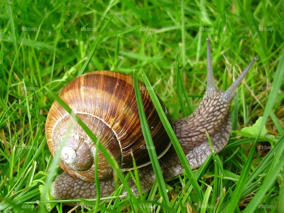 Close-up of snail on grassy field