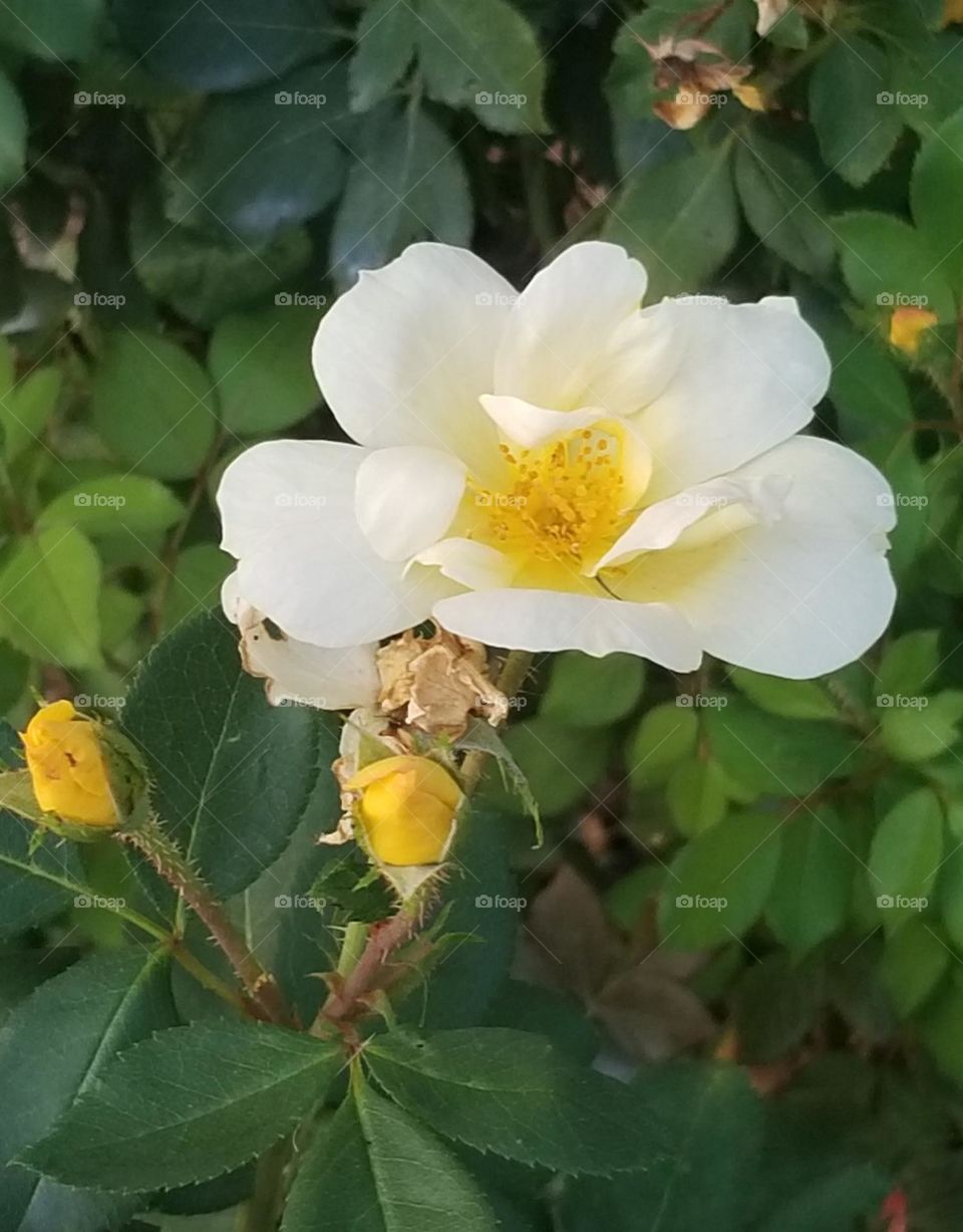 White and yellow flower