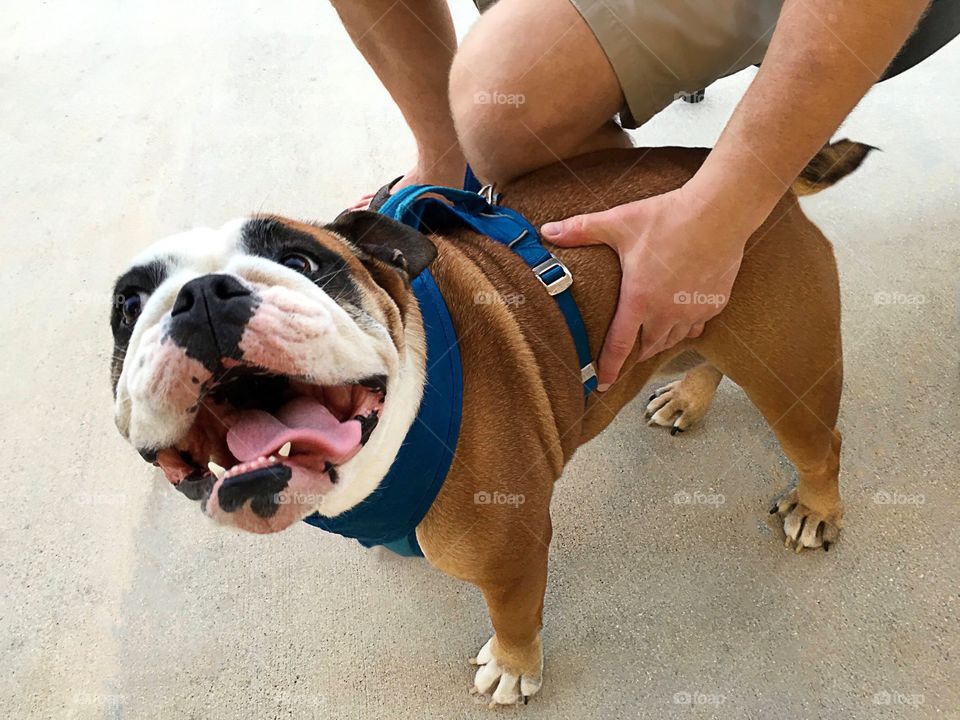 Adorable Bulldog with a million dollar smile.