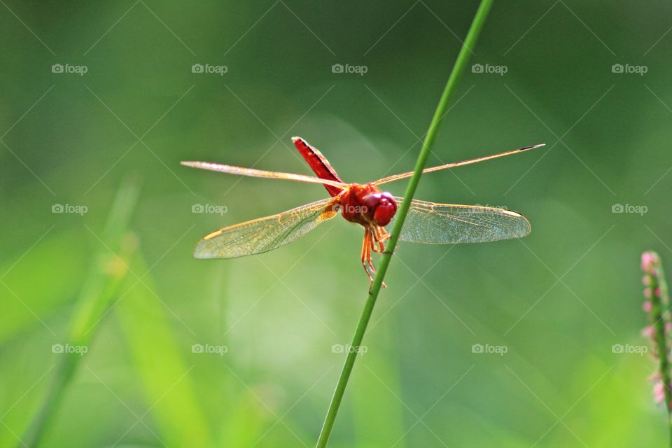 Red dragonfly on grass