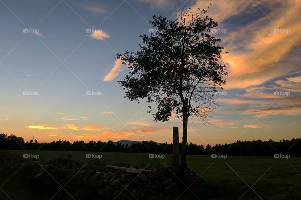 Tree in  feild with  silhouette 