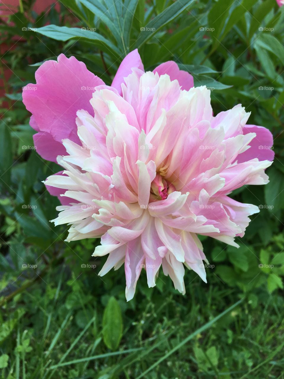 Pink peony