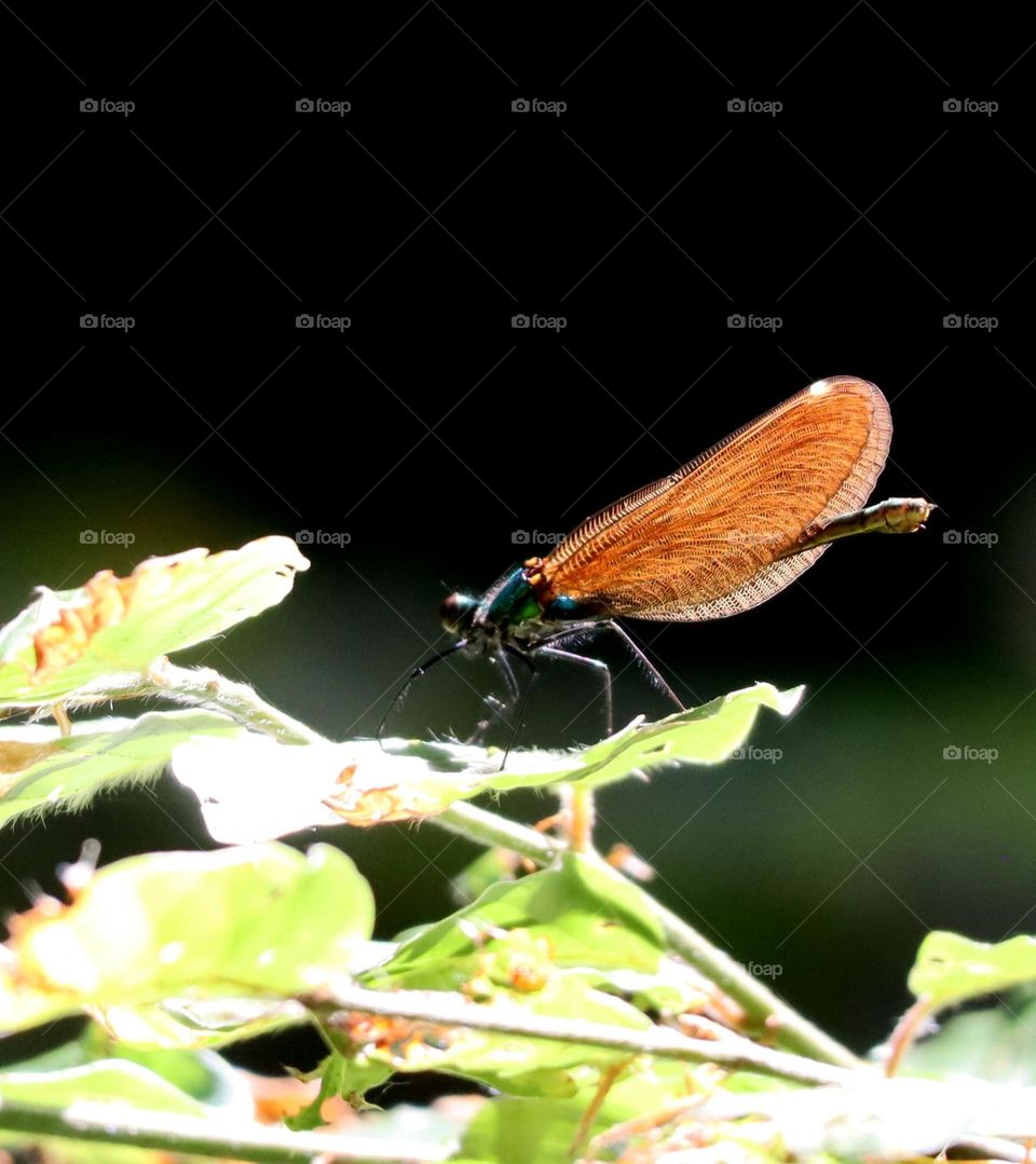 Weibchen der Blauflügel-Prachtlibelle