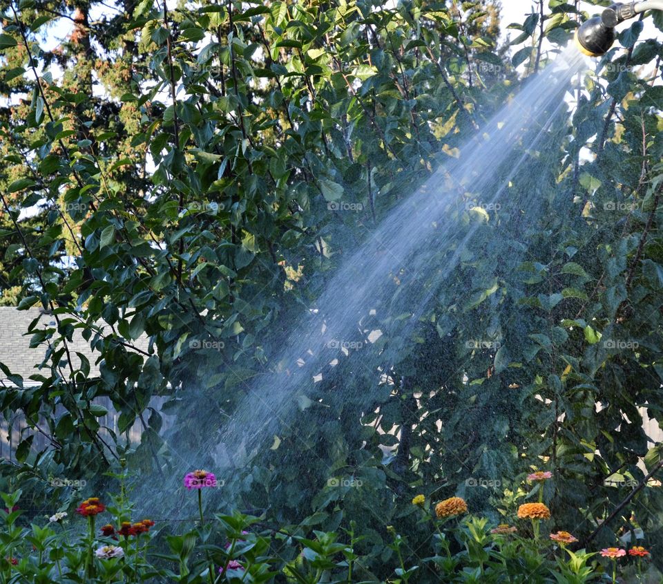 Watering backyard flowers