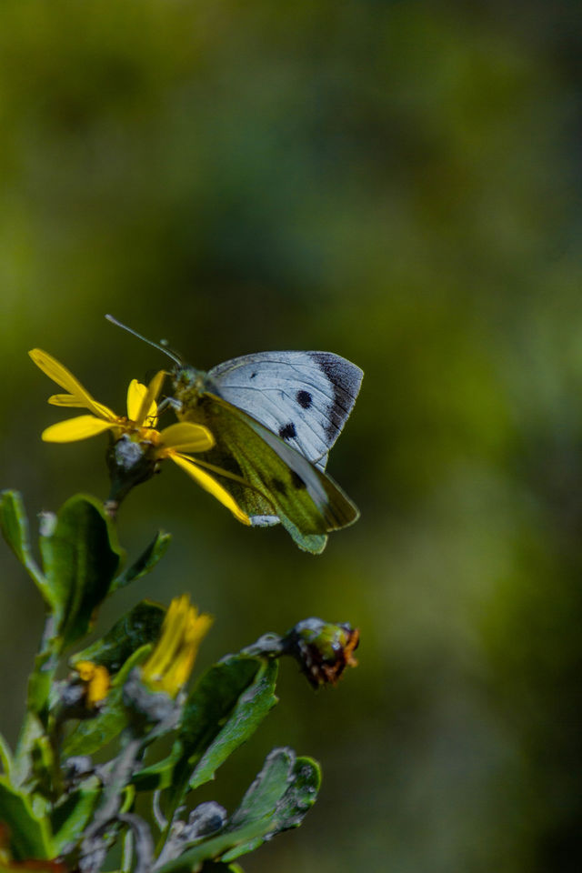 Butterfly 🦋
