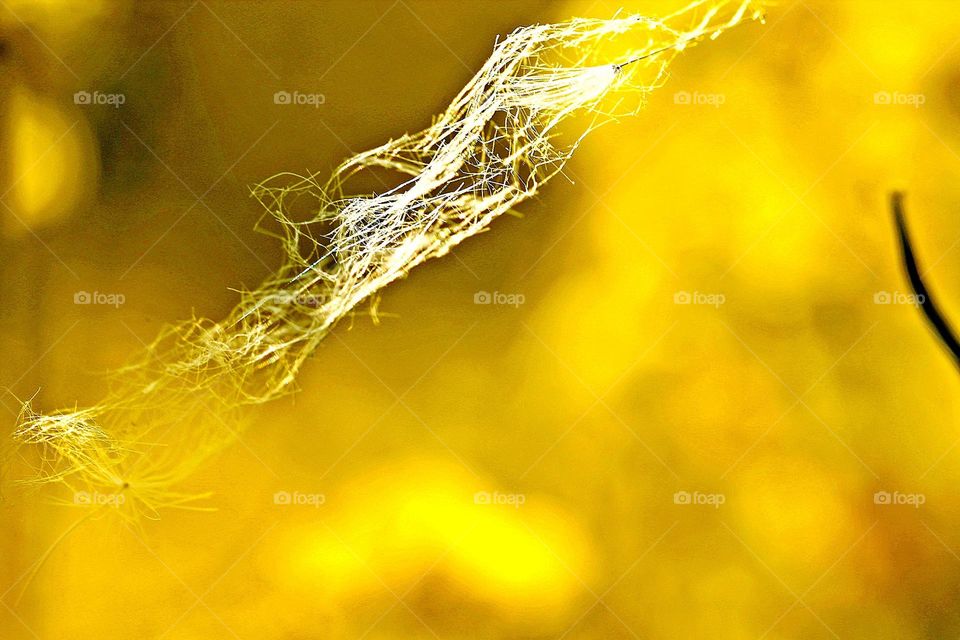 Spinnwebe im Wind mit gelbem Hintergrund