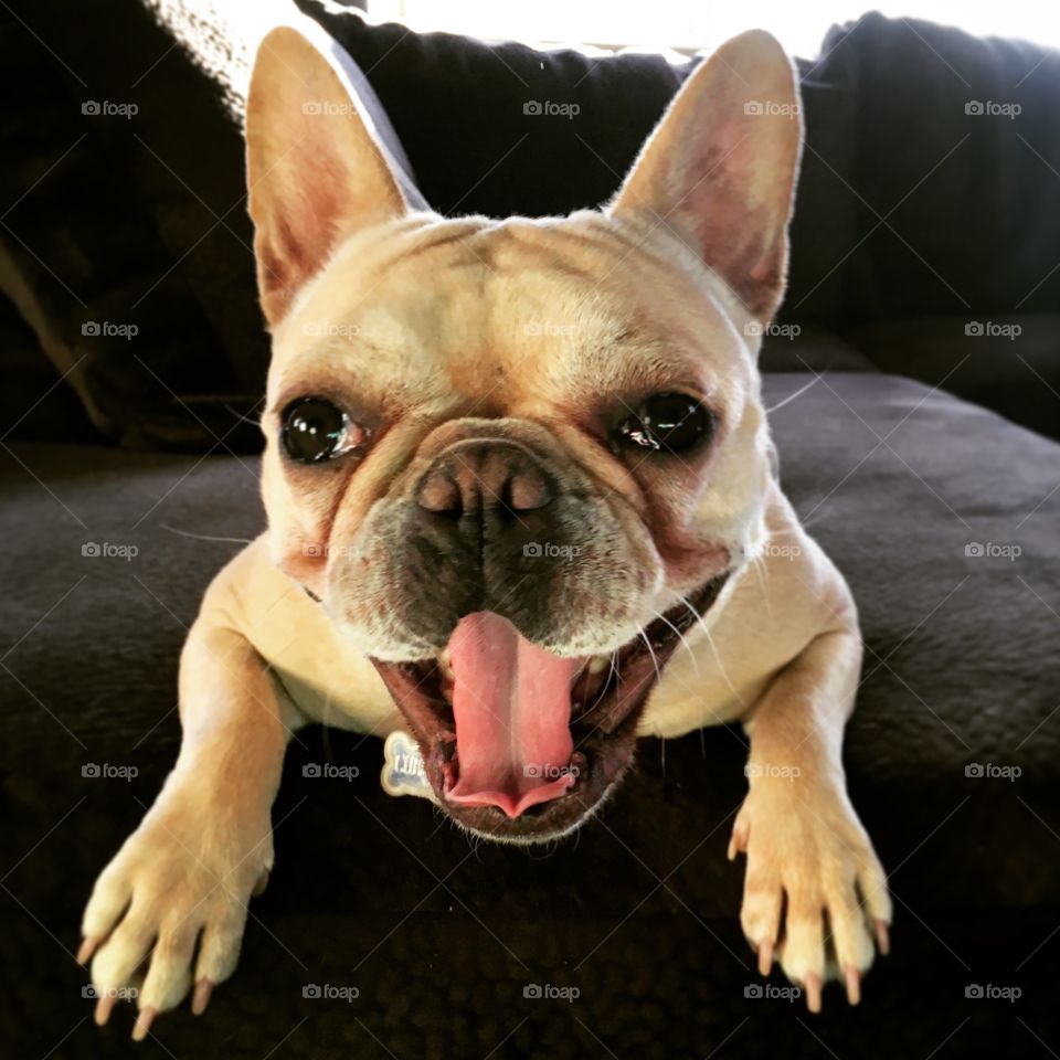 Frenchie Smiles