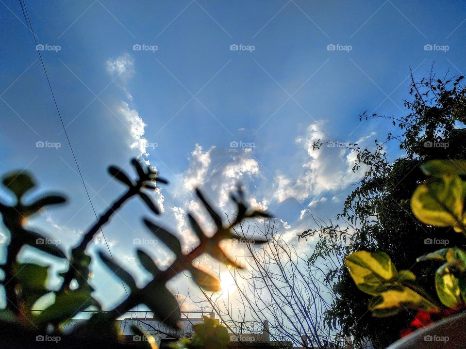 Plant And Natural with Blue Sky and Clouds In Delhi India