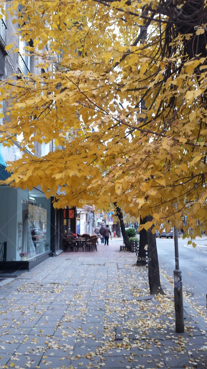 Autumn street