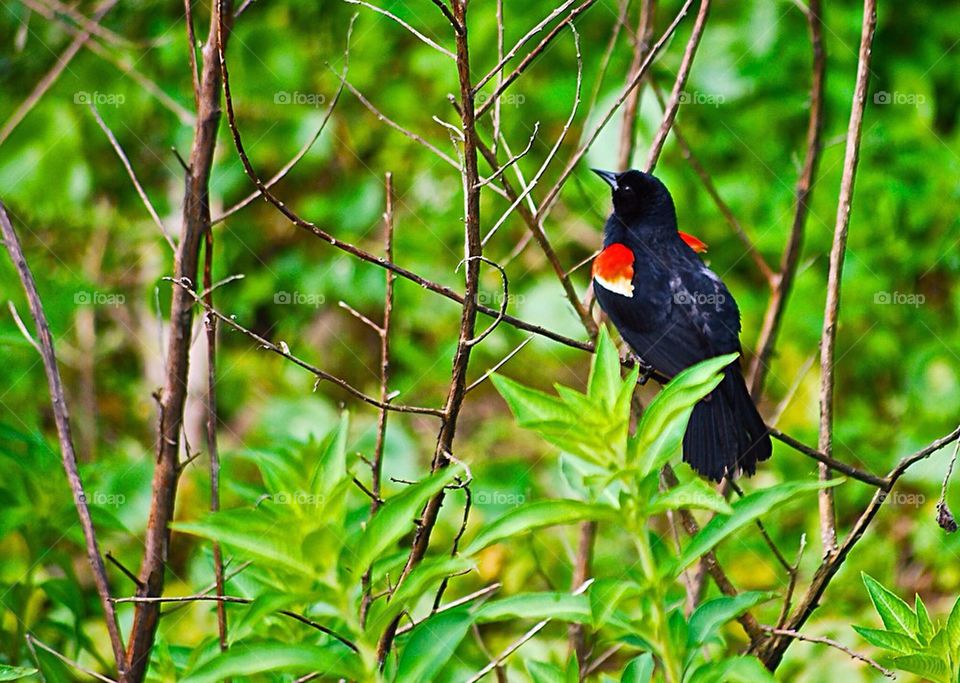 Red winged black bird