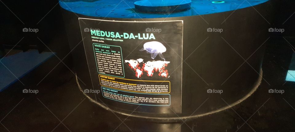 Medusa-da-Lua