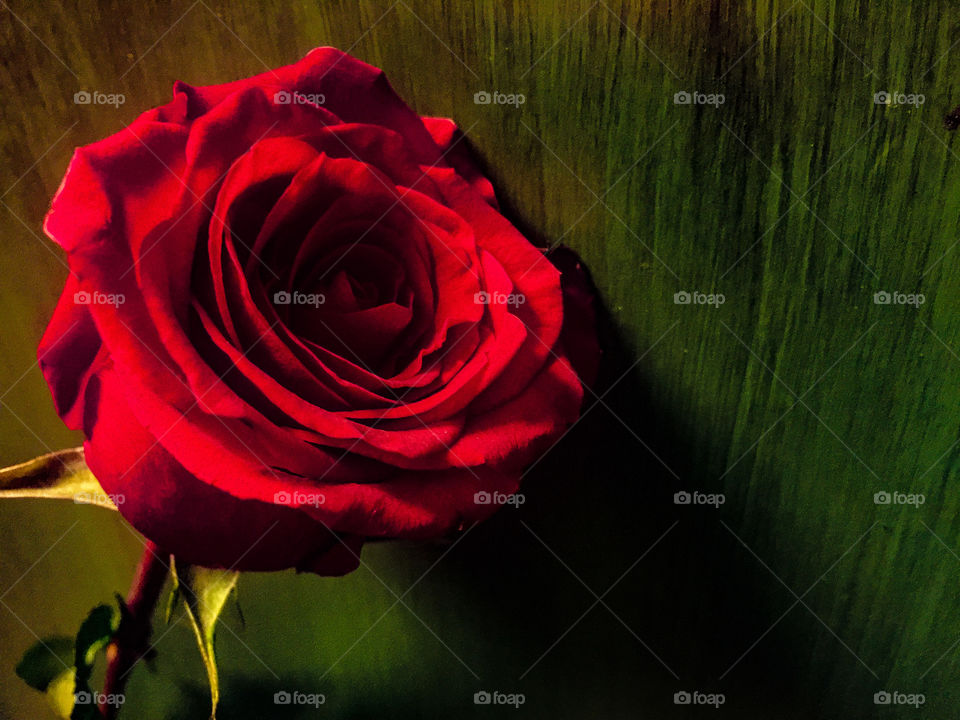 Red rose against a brushed deep green background 