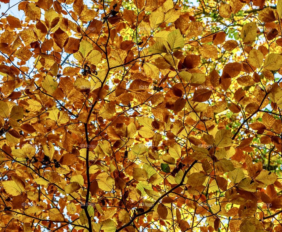 Autumn leaves turning for green to yellow to brown, viewed from below.