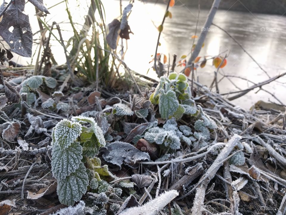 Details of frosty plants in Victoria park