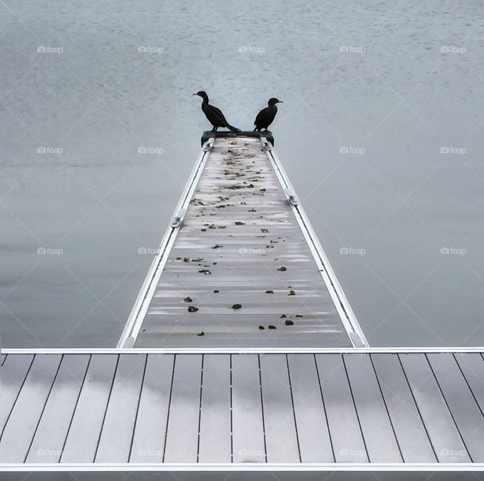 Two birds facing in opposite directions at the end of a pier 