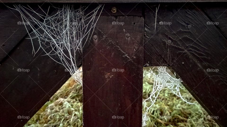 Frozen spider web