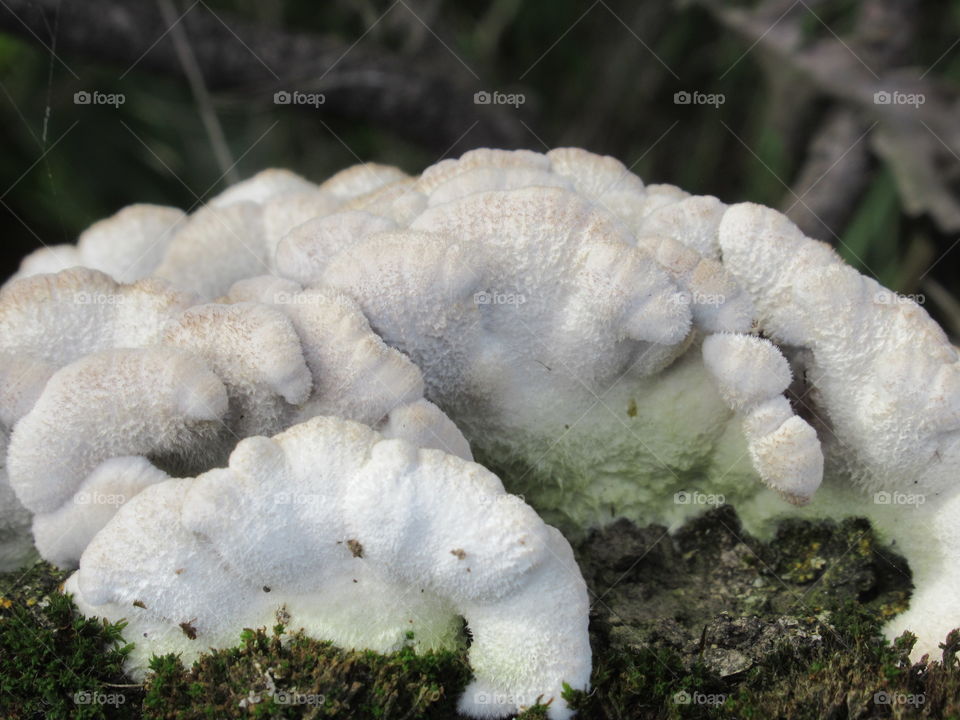 Fungus