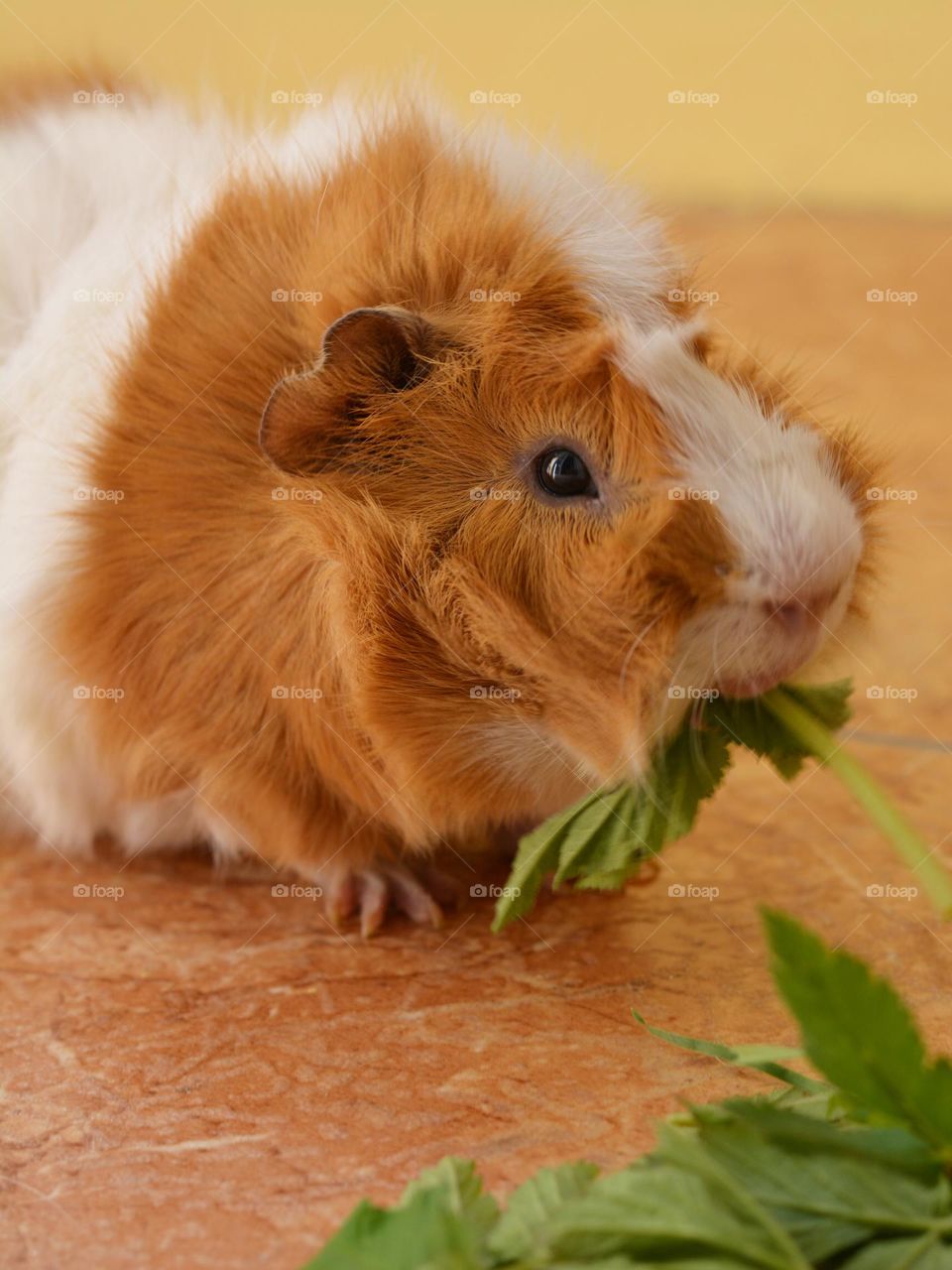 guinea pig funny beautiful portrait eating green leaves view from the ground