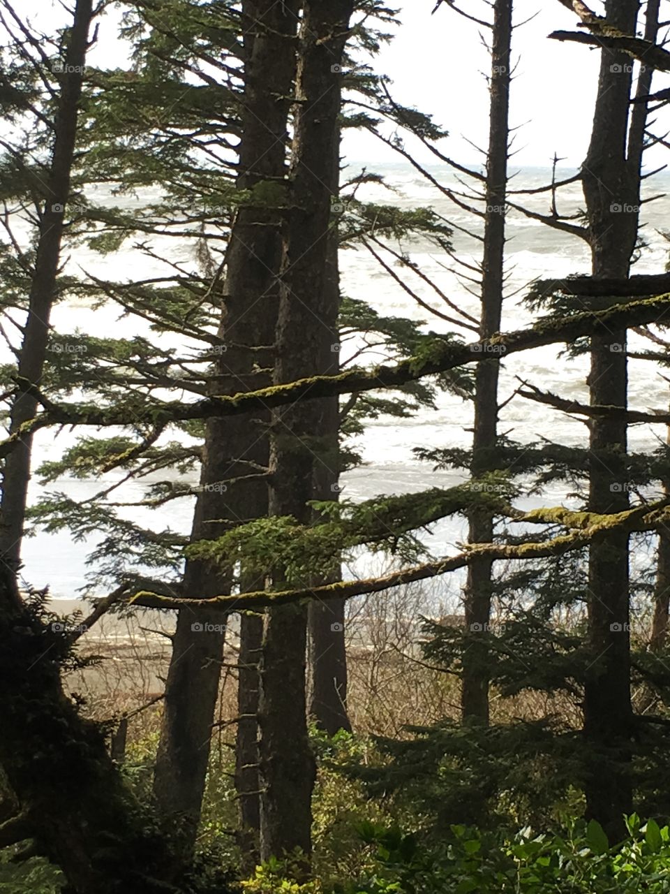 Ocean through the trees