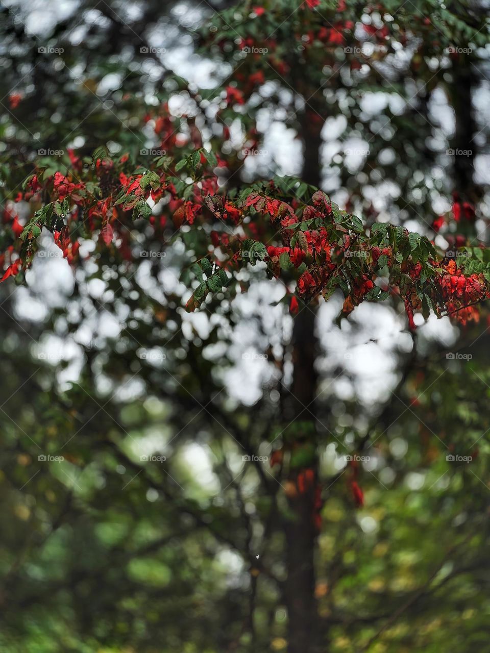 An Elderberry tree preparing itself for fall.