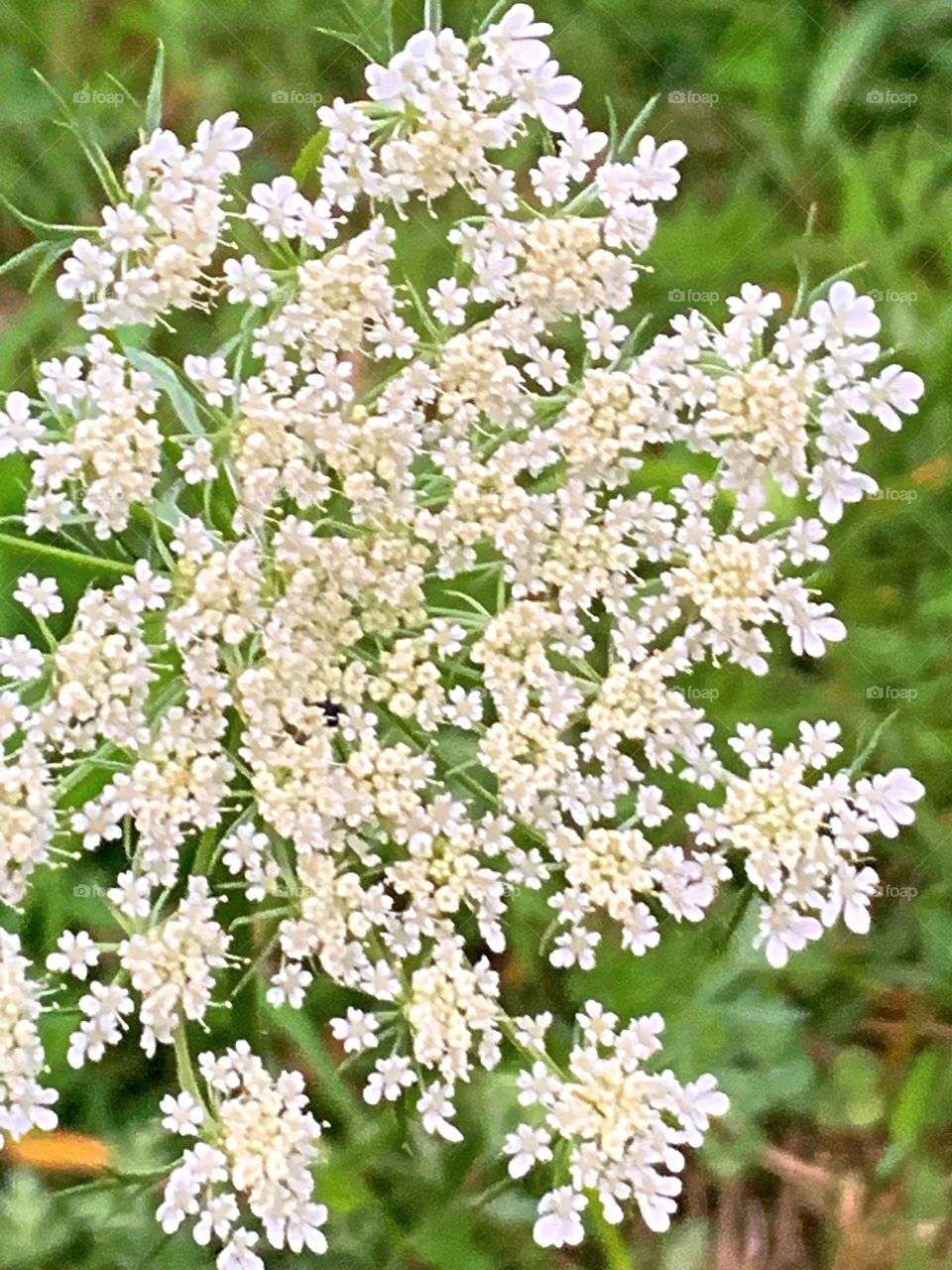 Queen Anne’s Lace