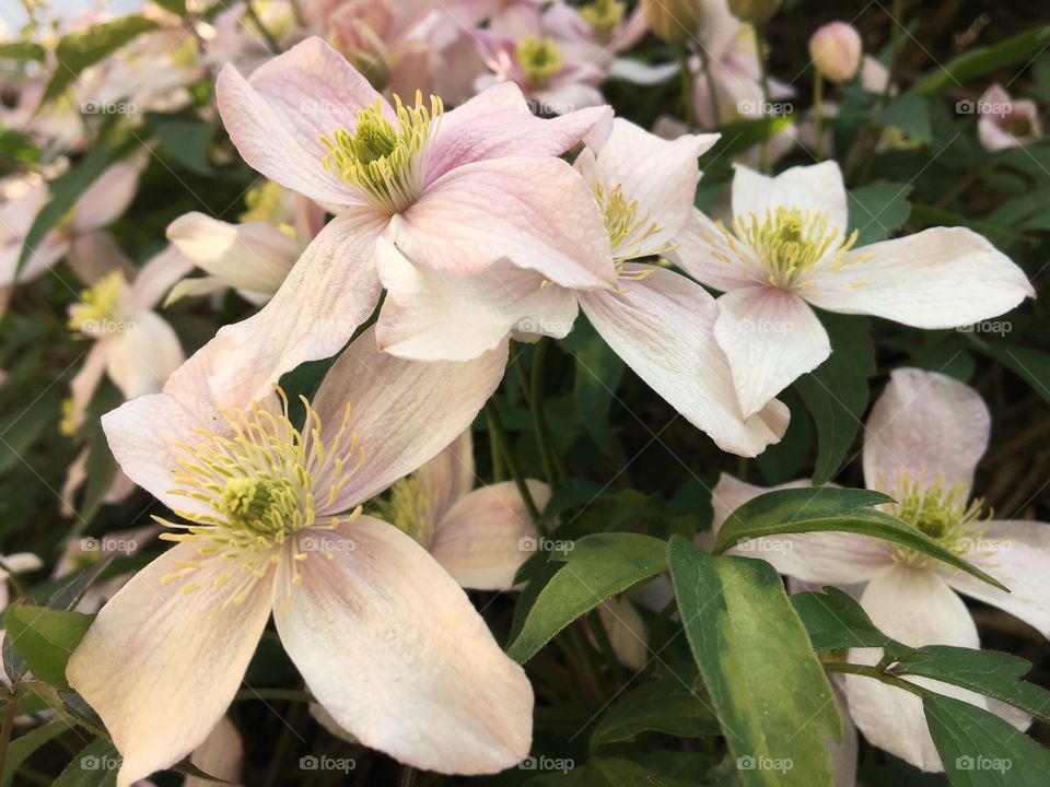 An Clamatis Bush in full bloom 