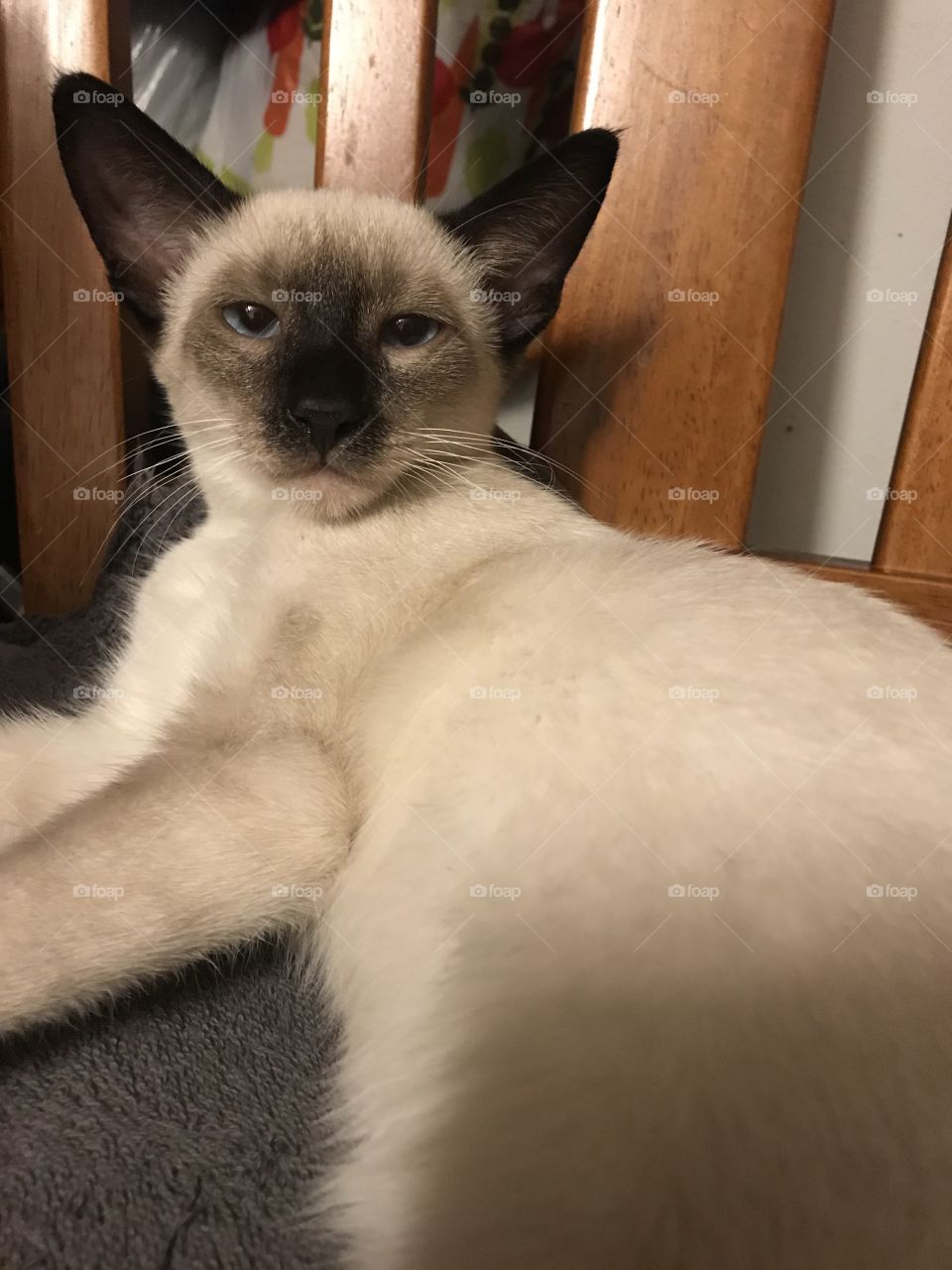 The young, male Siamese kitten glares at the camera with the most stunning blue eyes.