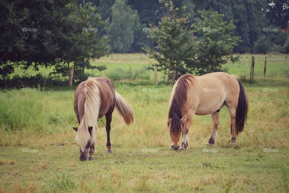 Horses on pasture