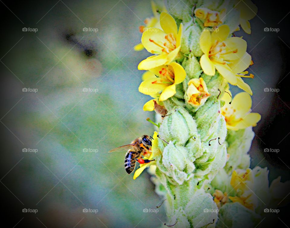 Admiring the beauty and  process of nature from a bee gathering pollen from yellow flower.