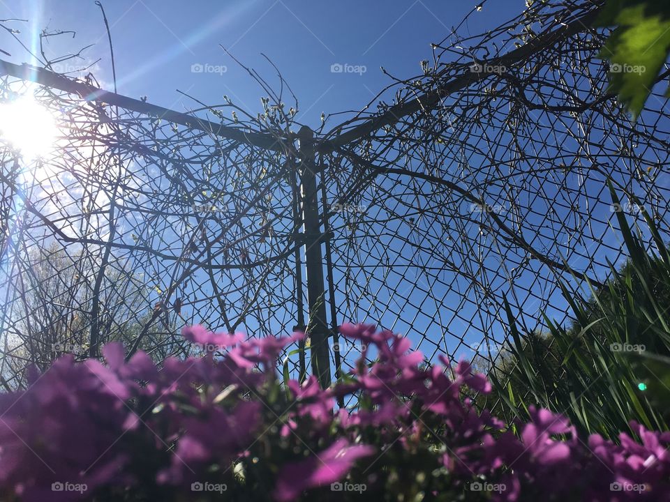 Fenced in flowers